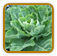 Organic Collard Seed | Seeds of Life