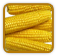 Organic Corn Seed | Seeds of Life