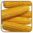 Organic Corn Seed | Seeds of Life