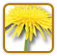 How to Grow Dandelion | Guide to Growing Dandelion