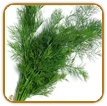 Organic Dill Seed | Seeds of Life