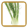 How to Grow Fennel | Guide to Growing Fennel