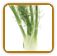 Organic Fennel Seed | Seeds of Life