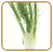 Organic Fennel Seed | Seeds of Life Organic Fennel Seed | Seeds of Life
