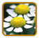 How to Grow Feverfew | Guide to Growing Feverfew