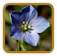 Heirloom Flax Seed | Seeds of Life