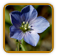 How to Grow Flax | Guide to Growing Flax