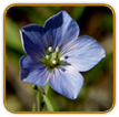 Organic Flax Seed | Seeds of Life Organic Flax Seed | Seeds of Life