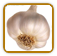 How to Grow Garlic | Guide to Growing Garlic