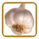 Guide to Growing Garlic