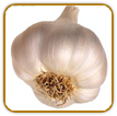 Heirloom Garlic Seed | Seeds of Life