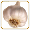 Organic Garlic Seed | Seeds of Life