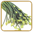 Organic Garlic Chive Seed | Seeds of Life Organic Garlic Chive Seed | Seeds of Life