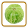 How to Grow Green Zebra Tomato | Guide to Growing Green Zebra Tomatoes How to Grow Green Zebra Tomato | Guide to Growing Green Zebra Tomatoes