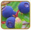 How to Grow Huckleberry | Guide to Growing Huckleberries