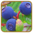 How to Grow Huckleberry | Guide to Growing Huckleberries How to Grow Huckleberry | Guide to Growing Huckleberries