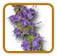 How to Grow Hyssop | Guide to Growing Hyssop