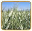Organic Kamut Seed | Seeds of Life Organic Kamut Seed | Seeds of Life