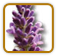 How to Grow Lavender | Guide to Growing Lavender