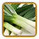 Organic Leek Seed | Seeds of Life