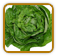 Organic Lettuce Seed | Seeds of Life