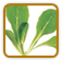 How to Grow Mache | Guide to Growing Mache How to Grow Mache | Guide to Growing Mache