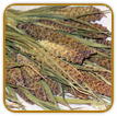 Organic Millet Seed | Seeds of Life Organic Millet Seed | Seeds of Life