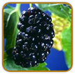How to Grow Mulberry | Guide to Growing Mulberry How to Grow Pumpkin | Guide to Growing Pumpkin
