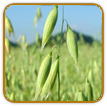 Organic Oat Seed | Seeds of Life Organic Oat Seed | Seeds of Life
