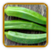 Heirloom Okra Seed | Seeds of Life