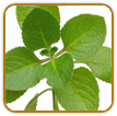 Organic Oregano Seed | Seeds of Life