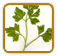 Guide to Growing Parsley