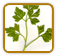 Organic Parsley Seed | Seeds of Life