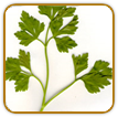 Organic Parsley Seed | Seeds of Life Organic Parsley Seed | Seeds of Life