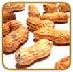 Heirloom Peanut Seed | Seeds of Life