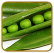 Organic Pea Seed | Seeds of Life