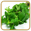 Organic Peppermint Seed | Seeds of Life