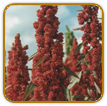 Organic Quinoa Chive Seed | Seeds of Life Organic Quinoa Chive Seed | Seeds of Life