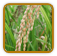 Organic Rice Seed | Seeds of Life