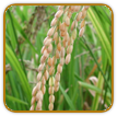 Organic Rice Seed | Seeds of Life Organic Rice Seed | Seeds of Life