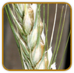 Heirloom Rye Seed | Seeds of Life