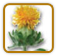 How to Grow Safflower | Guide to Growing Safflower