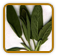 Guide to Growing Sage