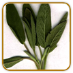 Heirloom Sage Seed | Seeds of Life