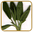 Organic Sage Seed | Seeds of Life