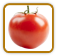 How to Grow Siberian Tomato | Guide to Growing Siberian Tomatoes