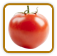 How to Grow Siberian Tomato | Guide to Growing Siberian Tomatoes How to Grow Siberian Tomato | Guide to Growing Siberian Tomatoes