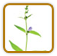 How to Grow Skullcap | Guide to Growing Skullcap