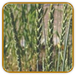 How to Grow Spelt | Guide to Growing Spelt