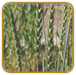 Organic Spelt Seed | Seeds of Life